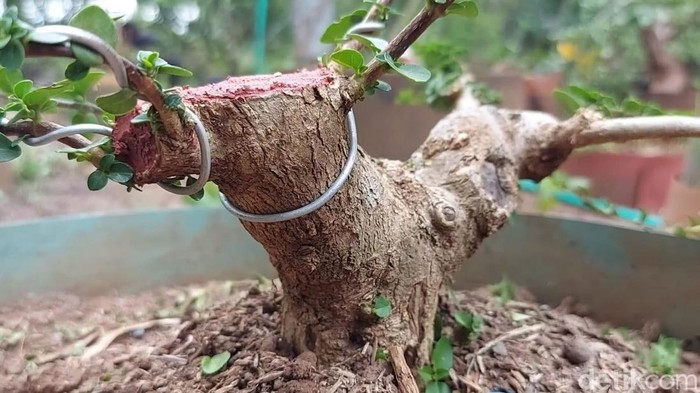 budi daya bonsai di pasuruan