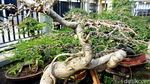 Raup Cuan dari Budi Daya Bonsai