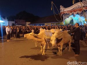 Mengenal Makna Kebo Bule yang Jadi Ikon Keraton Solo Setiap Malam 1 Suro