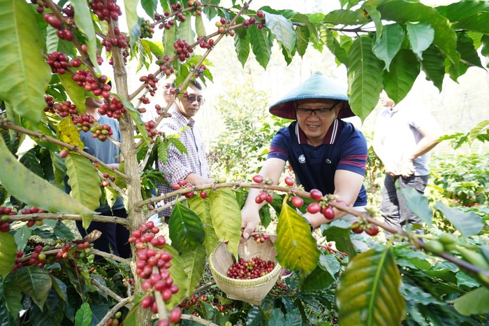 Kopi Arabica Andalan Desa Bulukerto Kota Batu