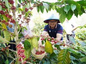 Kopi Arabica Khas Desa Bulukerto Jadi Andalan Warga Kota Batu