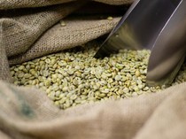 Apa Benar Kopi Green Bean Ampuh Turunkan BB? Ini Faktanya!