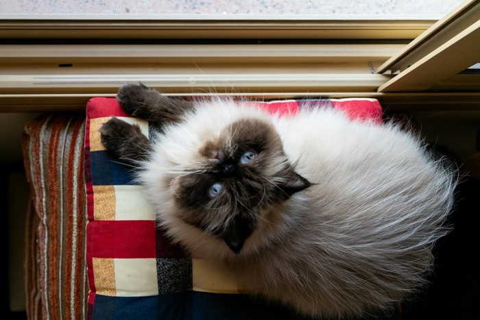 Kucing himalaya yang lucu dan manja.