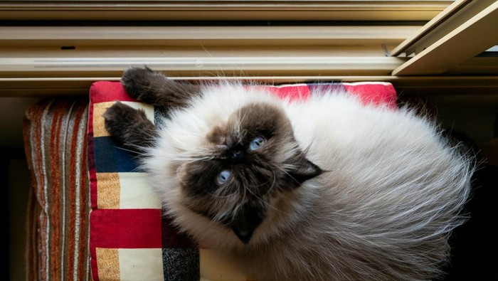 Kucing himalaya yang lucu dan manja.