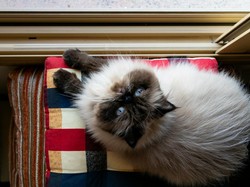 Mengenal Karakteristik Kucing Himalaya yang Lucu dan Manja