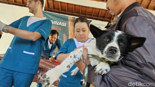 Pelaksanaan vaksinasi massal HPR di Zona Rabies, Desa Singapadu Tengah, Gianyar, Senin (8/7/2024). (Putu Krista/detikBali)