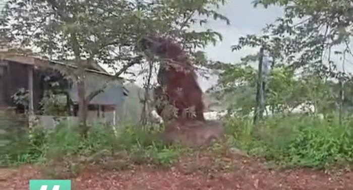Pengendar saat merekam orang utan senior berada di permukiman warga.