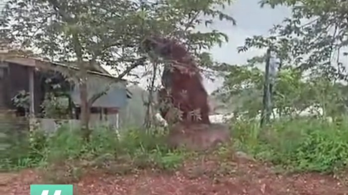 Pengendar saat merekam orang utan senior berada di permukiman warga.