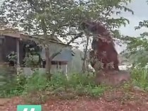 BKSDA Telusuri Orang Utan Setinggi Rumah Warga yang Diduga di Kaltim