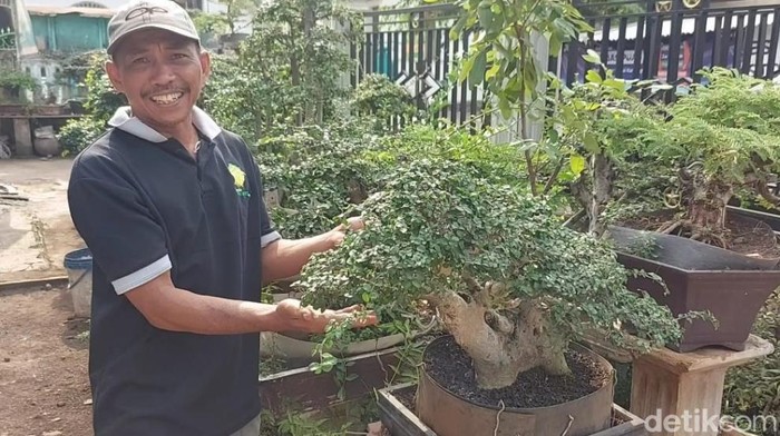 Pria Pasuruan cuan jutaan rupiah dari budi daya bonsai