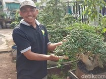 Manfaatkan Lahan Kosong untuk Budi Daya Bonsai, Pria Pasuruan Cuan Berlimpah