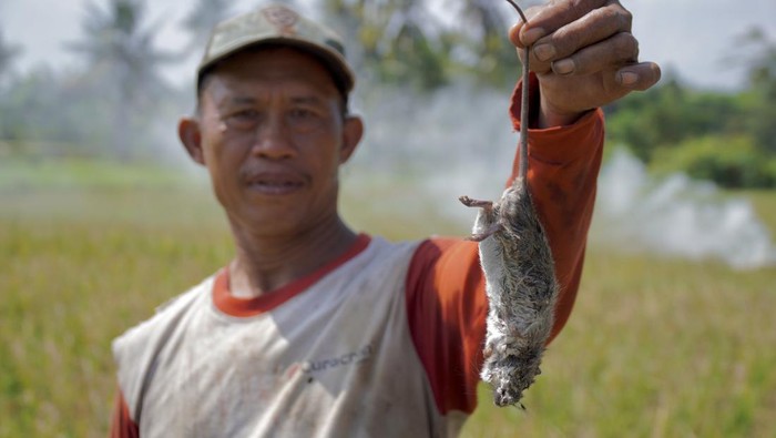 Petani memperlihatkan hama tikus yang merusak tanaman padi miliknya di areal persawahan kecamatan Sumbersuko, Lumajang, Jawa Timur, Senin (8/72024). Berdasarkan laporan Himpunan Kelompok Tani Indonesia (HKTI) Lumajang per Senin (8/7), kurang lebih 300 hektare tanaman padi, jagung, dan sayuran di delapan kecamatan di wilayah tersebut terdampak hama tikus dan terancam gagal panen. ANTARA FOTO/Irfan Sumanjaya/nym.