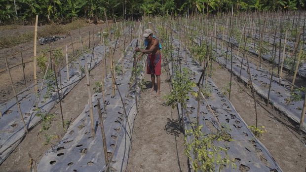 Petani memperlihatkan hama tikus yang merusak tanaman padi miliknya di areal persawahan kecamatan Sumbersuko, Lumajang, Jawa Timur, Senin (8/72024). Berdasarkan laporan Himpunan Kelompok Tani Indonesia (HKTI) Lumajang per Senin (8/7), kurang lebih 300 hektare tanaman padi, jagung, dan sayuran di delapan kecamatan di wilayah tersebut terdampak hama tikus dan terancam gagal panen. ANTARA FOTO/Irfan Sumanjaya/nym.