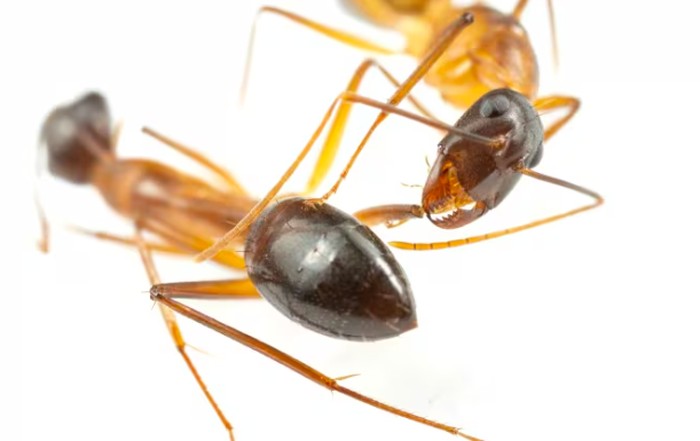 semut tukang kayu Florida (Camponotus floridanus)