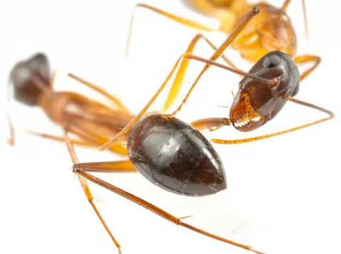 semut tukang kayu Florida (Camponotus floridanus)