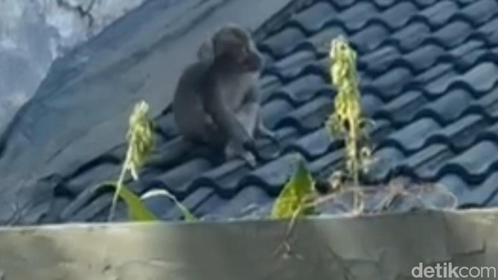 Teror monyet liar di Pasuruan