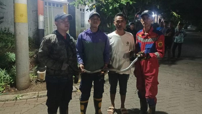 Ular Kobra Masuk Rumah di Bogor, Damkar Evakuasi