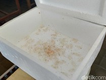 2 Pria Pacitan Terciduk Tangkap Benur Ilegal di Pantai Congot Kulon Progo