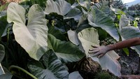 Erupsi Gunung Lewotobi Laki-laki pada Selasa (9/7) pukul 11:33 WITA dengan tinggi kolom abu teramati 900 meter di atas puncak (2.248 meter di atas permukaan laut) menyebabkan sejumlah desa di Kabupaten Flores Timur dan Kabupaten Sikka terdampak hujan abu.  