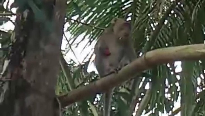 Monyet ekor panjang yang berkeliaran di Desa Wlahar Wetan, Kecamatan Kalibagor, Kabupaten Banyumas, Selasa (9/7/2024).
