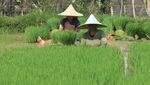 Optimalisasi Ketahanan Pangan, Mulai dari Desa-Diferensiasi Tata Kelola