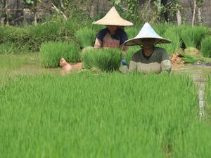 Kesejahteraan Petani di RI Turun, Padahal Harga Beras Naik