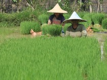 Pemerintah Sebut Produksi Padi Nasional Naik