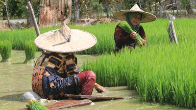 Optimalisasi Ketahanan Pangan, Mulai dari Desa-Diferensiasi Tata Kelola