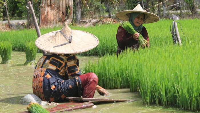 Petani mempersiapkan tanaman padi sebelum proses penanaman pada musim tanam gadu di area persawahan Desa Pasi Teungoh, Kecamatan Kaway XVI, Aceh Barat, Aceh, Selasa (9/7/2024). Data Dinas Pertanian, Tanaman Pangan dan Hortikultura menyatakan memasuki musim tanam padi gadu dari bulan April hingga Juli 2024 jumlah lahan yang sudah ditanami padi telah mencapai 50 persen lebih atau sebanyak 3.271 hektar dari target penanaman 6.000 hektar dan diprediksikan bakal terus bertambah hingga bulan September mendatang. ANTARA FOTO/Syifa Yulinnas/foc.