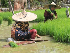 16 Oktober 2024 Hari Pangan Sedunia: Air Kunci Ketahanan Pangan Global