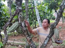 Senyum Petani Kakao Madiun Saat Harga Naik hingga Rp 90 Ribu Per Kg