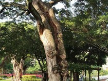 Mengenal Kayu Trembesi, Kelebihan, Kekurangan, dan Manfaatnya