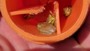 Menemukan katak kecil ini bersembunyi di tutup ujung batang baja di Florida. Foto: Brightside/DK5199/Reddit