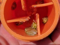 Potret Fenomena Alam yang Jarang Dilihat, Aneh dan Unik