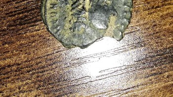 Sedang jalan-jalan dan menemukan koin langka dari zaman Romawi. Foto: Bored Panda