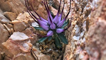 Menemukan dan memotret bunga sangat langka Physoplexis comosa. Foto: Bored Panda