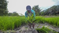 Perkuat sektor pertanian di desa-desa, mengedepankan teknologi digital dan pendekatan berkelanjutan. Serta komitmen pemerintah dalam mendorong inovasi dan keberlanjutan di sektor pertanian, sebagai upaya untuk mencapai Indonesia Emas 2045.