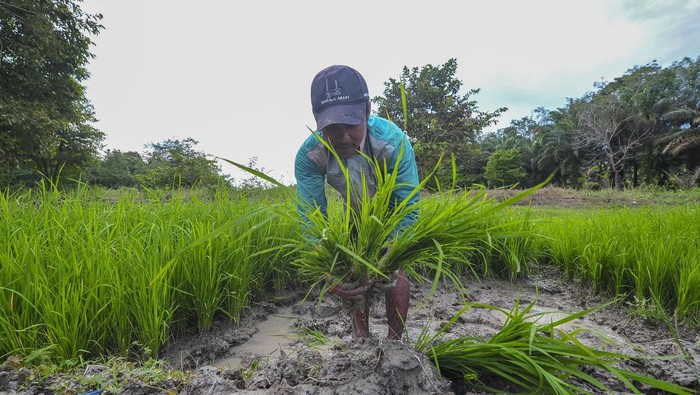 Program optimasi sasaran tanam padi di Jambi Petani menyiapkan bibit padi siap tanam di persawahan Muaro Jambi, Jambi, Minggu (30/6/2024). Pemerintah Provinsi Jambi menetapkan sasaran tanam padi dalam rangka optimasi lahan tahun 2024 seluas 109.260 hektar yang dilaksanakan melalui upaya peningkatan produktivitas, optimalisasi dan perluasan areal tanam, pengamanan produksi dan penguatan kelembagaan. ANTARA FOTO/Wahdi Septiawan/aww.