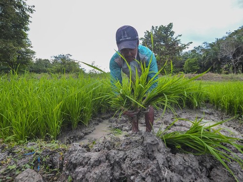 Cara Pupuk Indonesia Dorong Ekosistem Pertanian Terintegrasi Cara Pupuk Indonesia Dorong Ekosistem Pertanian Terintegrasi