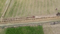 Foto udara areal persawahan di Muaro Jambi. Dalam rangka optimasi lahan tahun 2024 seluas 109.260 hektar yang dilaksanakan melalui upaya peningkatan produktivitas, optimalisasi dan perluasan areal tanam, pengamanan produksi dan penguatan kelembagaan. M Lutfi Setiabudi selaku tokoh pemuda yang juga ketum Askonas menyatakan bahwa desa-desa merupakan basis yang strategis dalam mencapai ketahanan pangan nasional yang berkelanjutan. ANTARA FOTO/Wahdi Septiawan