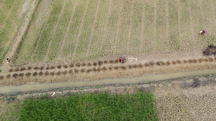 Foto udara petani menanam padi di persawahan Muaro Jambi, Jambi, Minggu (30/6/2024). Pemerintah Provinsi Jambi menetapkan sasaran tanam padi dalam rangka optimasi lahan tahun 2024 seluas 109.260 hektar yang dilaksanakan melalui upaya peningkatan produktivitas, optimalisasi dan perluasan areal tanam, pengamanan produksi dan penguatan kelembagaan. ANTARA FOTO/Wahdi Septiawan/aww.