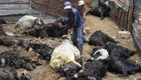 Serangan udara Israel menghantam wilayah Lebanon dan salah satunya kandang ternak kambing.  
