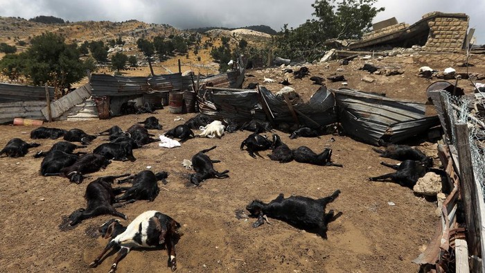 Ratusan Kambing di Lebanon Mati Akibat Serangan Udara Israel Israel kembali melakukan serangan udara. Kali ini menyerang wilayah Lebanon yang salah satunya kandang kambing, akibatnya ratusan kambing mati.
