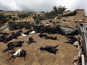 Ratusan Kambing di Lebanon Mati Akibat Serangan Udara Israel