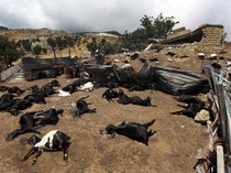 Ratusan Kambing di Lebanon Mati Akibat Serangan Udara Israel