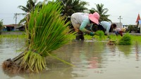 Sejumlah petani menanam padi di Desa Durian, Kabupaten Deli Serdang, Sumatera Utara. Kementerian Keuangan mencatat belanja pemerintah pusat (BPP) pada sektor pertanian hingga Mei 2024 sebesar Rp727,9 miliar yang berupa bantuan alat dan mesin pertanian (traktor, pompa air, hand sprayer, dan rice transpanter) sebanyak 41.188 unit serta 2,4 juta ton pupuk bersubsidi. Foto: ANTARA FOTO/Yudi Manar