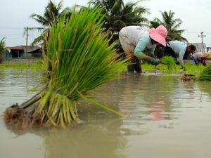 Petani Pinrang Ngeluh Cuma Panen Sekali Setahun gegara Irigasi Mandek 8 Tahun