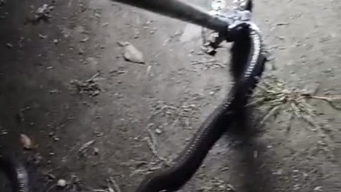 Ular kobra yang diamankan di Tulas, Kecamatan Karangdowo, Klaten.