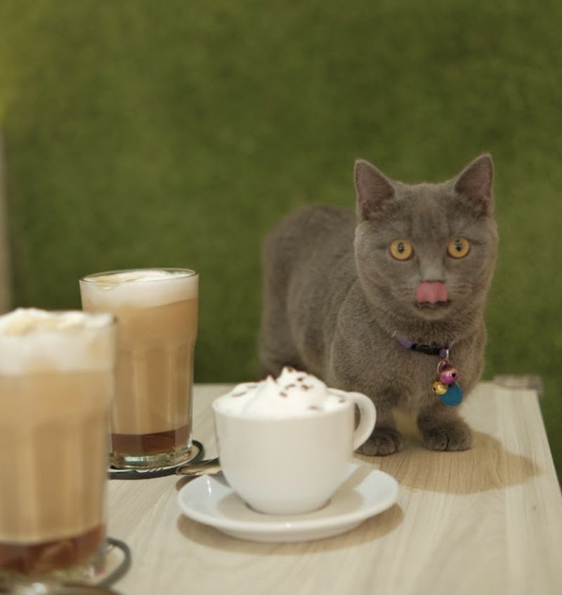 Di 5 Kafe Ini Bisa Makan Enak Sekaligus Main Bareng Kucing