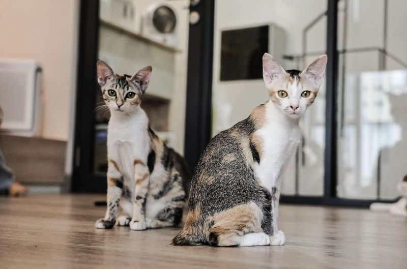 Di 5 Kafe Ini Bisa Makan Enak Sekaligus Main Bareng Kucing